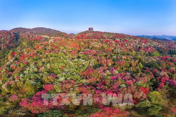 Chiêm ngưỡng vẻ đẹp hoa mùa xuân trên thế giới