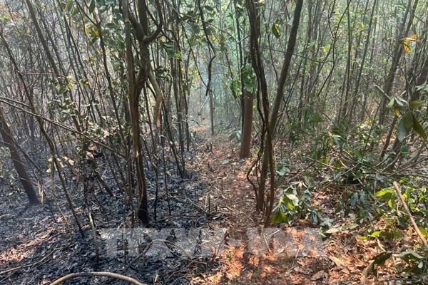 Dập tắt hoàn toàn vụ cháy rừng tại Sơn La sau 1 ngày