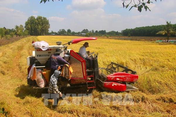 Giá lúa gạo trong nước và xuất khẩu đồng loạt tăng