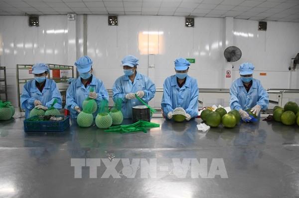 Vĩnh Long xuất khẩu lô bưởi đầu tiên sang Australia