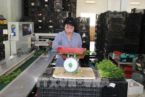 Đột phá theo Nghị quyết 57: Gắn kết chuỗi, nâng tầm giá trị sản phẩm