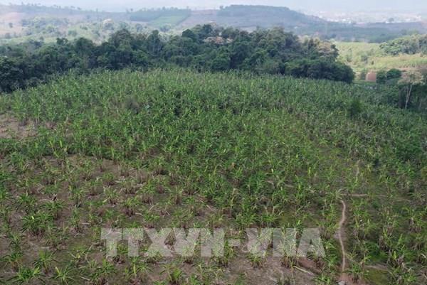 Nông sản Quảng Trị hoàn thiện "tấm vé" xuất khẩu