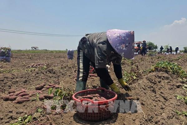 Cung vượt cầu, giá khoai lang tại Gia Lai giảm sâu