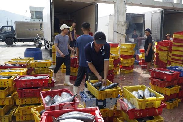 Linh hoạt sản xuất, ngư dân tiết giảm chi phí vươn khơi