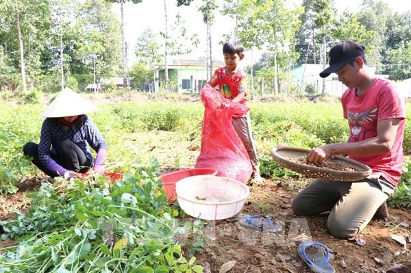 Vĩnh Long thu hoạch nông sản, đón Tết Chôl Chnăm Thmây trọn vẹn