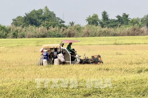 An Giang mở rộng diện tích canh tác lúa chất lượng cao vụ Hè Thu