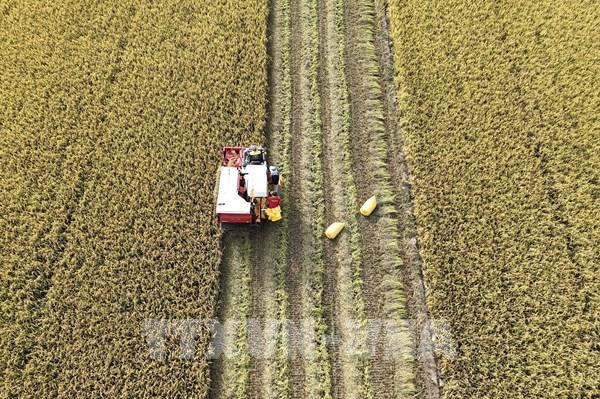 Tăng trưởng kinh tế quý I/2026 của An Giang dẫn đầu Đồng bằng sông Cửu Long