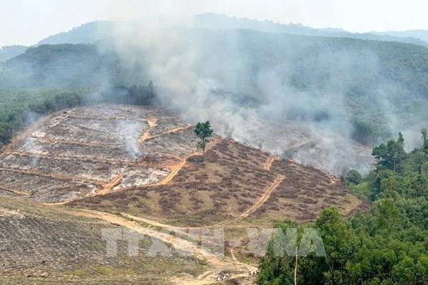 Quảng Trị khống chế vụ cháy thực bì, ngăn nguy cơ cháy lan sang rừng sản xuất