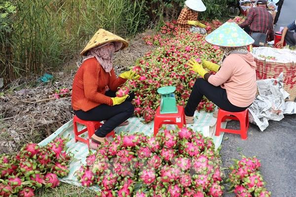 Giá thanh long Đồng Tháp hôm nay: Loại 1 chạm mốc 25.000 đồng/kg
