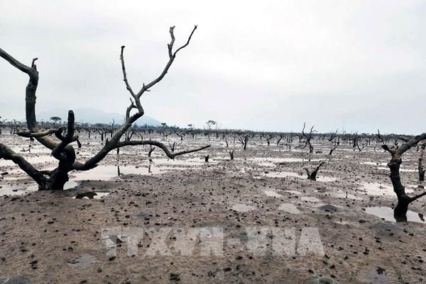 Hà Tĩnh: Rừng ngập mặn chết khô, cơ quan chức năng tìm giải pháp khắc phục