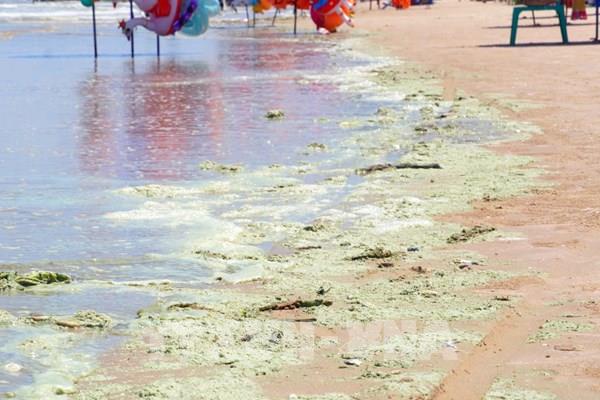 Nguyên nhân nước biển bãi Sau ở Vũng Tàu chuyển màu xanh, đỏ