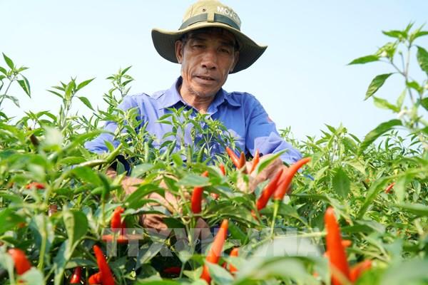 Giá ớt "lao dốc" khiến nông dân Quảng Ngãi đối mặt thua lỗ