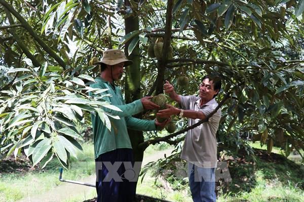 Thanh Hưng: Vùng đất cách mạng bứt phá nhờ sầu riêng