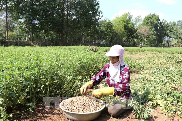 Vĩnh Long: Lạc được mùa kỷ lục nhưng nông dân thất thu vì giá giảm sâu