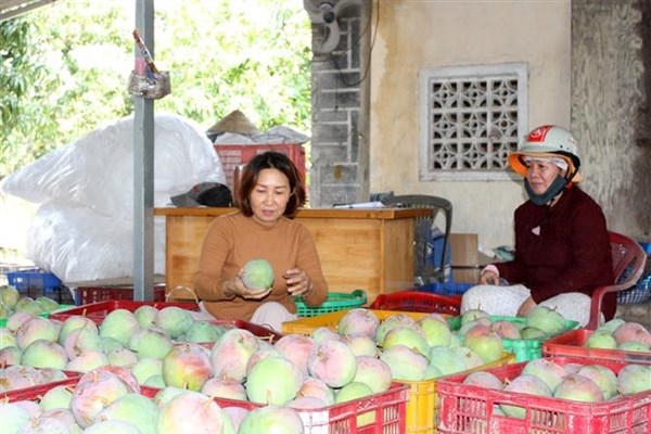 Xoài Úc Cam Lâm rớt giá, nông dân chật vật đầu ra