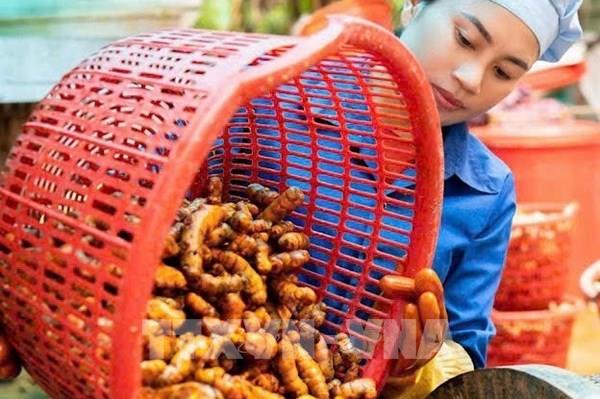 Khai thác dược liệu bản địa, hướng tới ngành kinh tế xanh bền vững