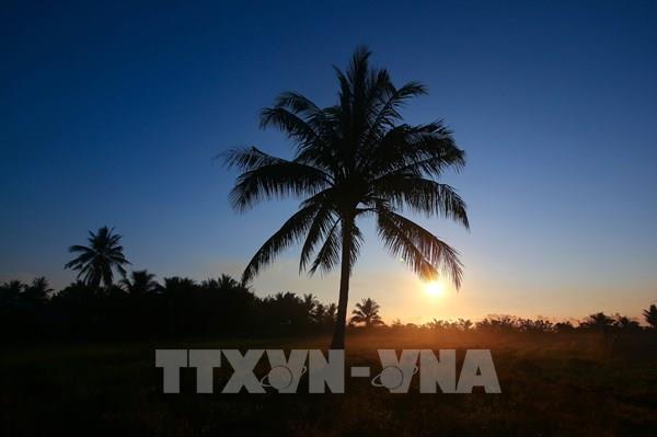 Vẻ đẹp thơ mộng miền quê Cần Thơ trong sương sớm