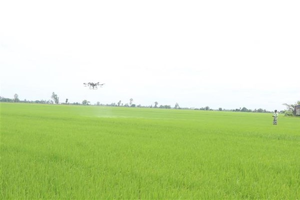 Nông dân Cần Thơ lùi lịch thời vụ, bỏ vụ lúa Thu Đông