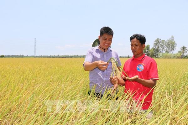 Thay đổi tư duy canh tác lúa: Từ sản xuất nhỏ lẻ sang liên kết bền vững