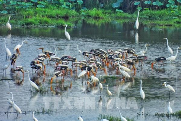 Tràm Chim "hồi sinh": Đàn chim hàng nghìn con rủ nhau về xây tổ