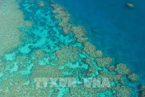 Phát hiện hơn 1.000 rạn san hô mới tại miền Bắc Australia