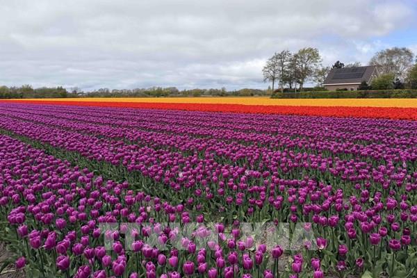 Rực rỡ cánh đồng hoa tulip tại Hà Lan