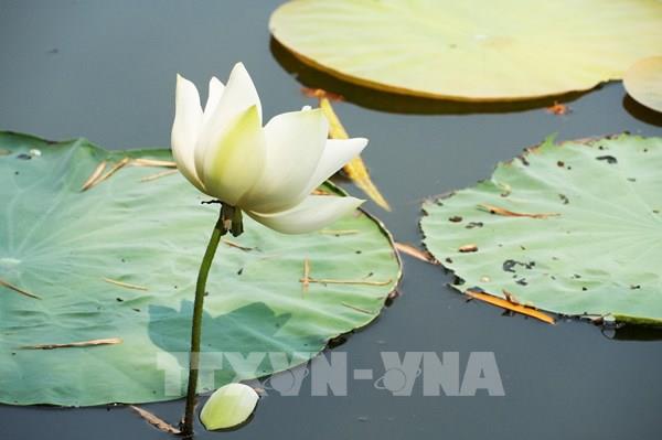 Mùa sen trắng tinh khôi ở hồ Tịnh Tâm trong Kinh thành Huế