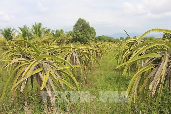 Đồng bộ 62% thửa đất tại Lâm Đồng vào cơ sở dữ liệu đất đai quốc gia