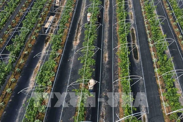 Nông nghiệp Hà Nội tăng tốc, hướng mục tiêu tăng trưởng 3,6%