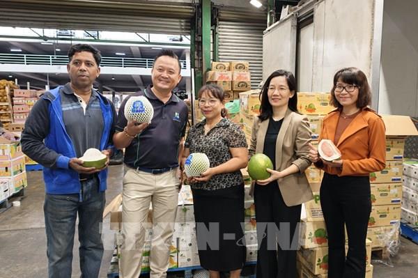 Lần đầu tiên trái bưởi Việt Nam có mặt tại thị trường Australia