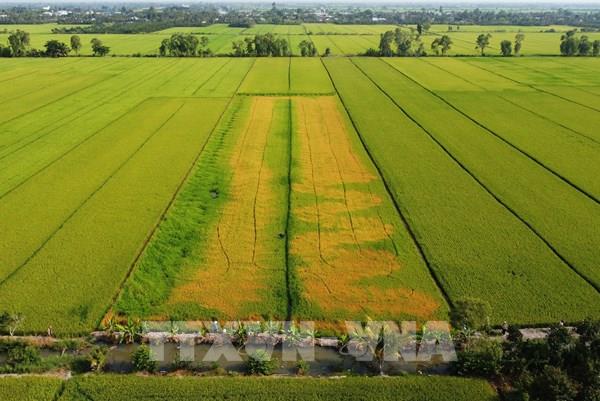 Đồng Tháp: Xót xa chùm ảnh hàng chục nghìn mét vuông lúa chết đứng