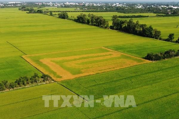Hàng chục nghìn mét vuông lúa đang trổ bông bỗng dưng chết bất thường