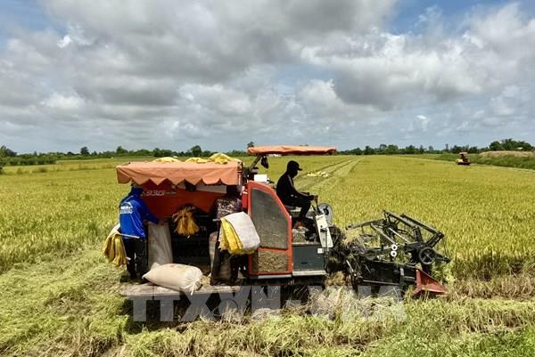 Tái cấu trúc chuỗi giá trị lúa gạo theo hướng bền vững