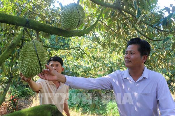 An Giang ứng dụng công nghệ 4.0 vào kinh tế nông nghiệp