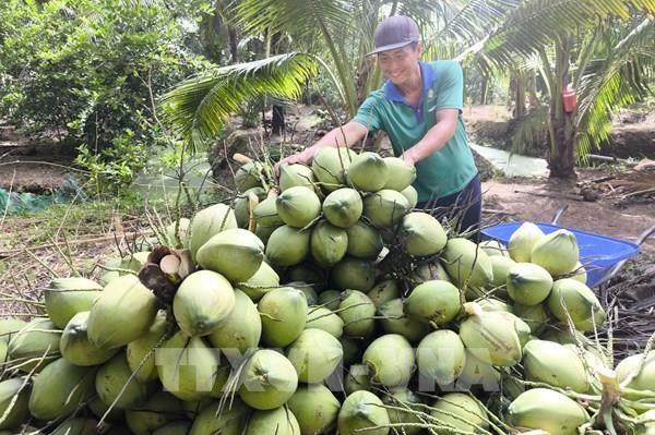 Giá dừa Vĩnh Long tăng gấp 3 lần: Nông dân thu lãi giữa mùa nắng nóng