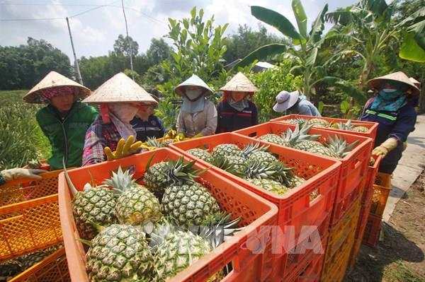 Cần Thơ đặt mục tiêu thu nhập của người dân nông thôn tăng gấp từ 2-2,5 lần