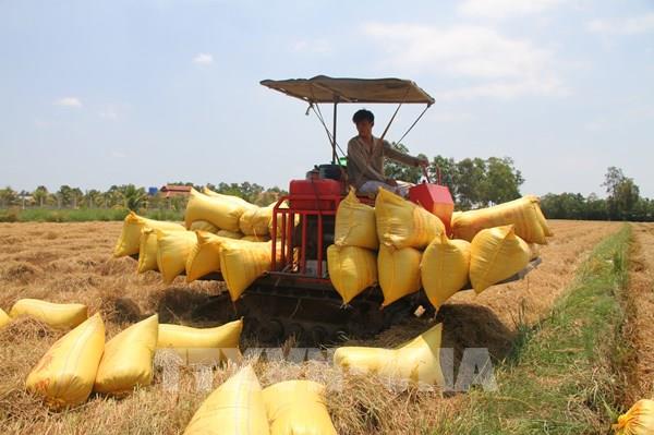 Lúa Đông Xuân được mùa nhưng nông dân Cà Mau kém vui