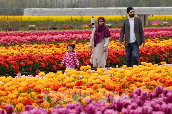 Rực rỡ sắc màu hoa Tulip