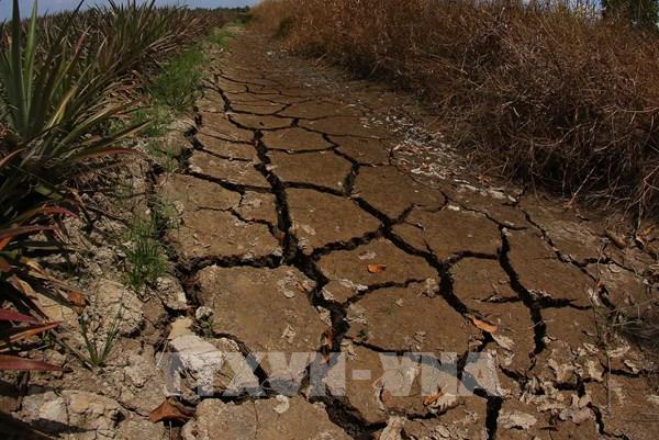 Chùm ảnh: Kênh rạch Cần Thơ trơ đáy, đất nứt toác vì nắng nóng