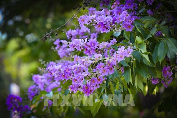 Điện Biên tháng 4: Phượng đỏ, bằng lăng tím nhuộm rực trời di tích