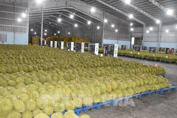 Đồng Tháp tạo vùng xanh cho sầu riêng xuất khẩu