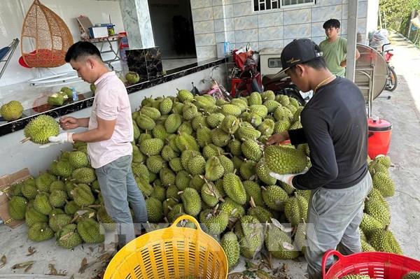 Đồng Tháp: Giá sầu riêng Ri6 giảm mạnh