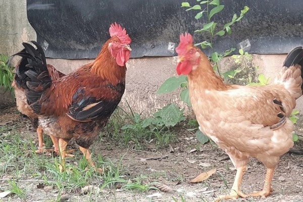 Dabaco ra mắt dòng sản phẩm chiến lược gà J số 1