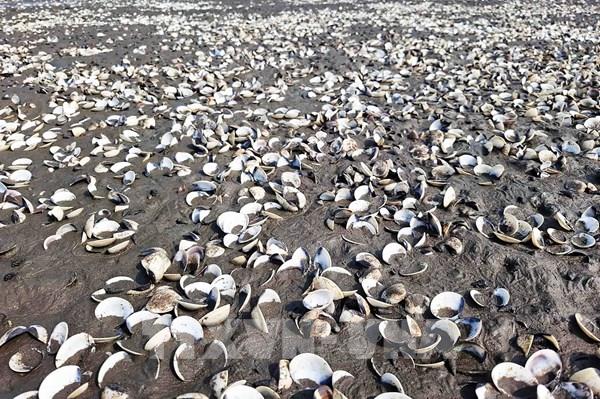 Hà Tĩnh khẩn trương xác minh nguyên nhân ngao chết hàng loạt