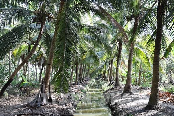 Ngành dừa Vĩnh Long: Vượt qua cơn bão giá bằng chiến lược xanh