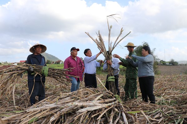 Khi doanh nghiệp “bắt tay” nông dân
