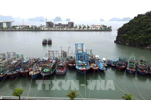 Miễn, giảm giá vé cho cư dân tuyến đảo Cô Tô, Vân Đồn khi qua bến cảng Ao Tiên