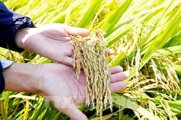 Cần Thơ sẽ tổ chức Festival quốc tế ngành hàng lúa gạo Việt Nam