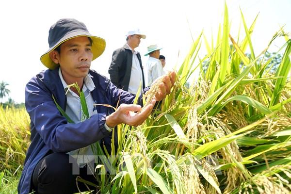 Phát huy hiệu quả mô hình lúa gạo sạch theo chuỗi liên kết