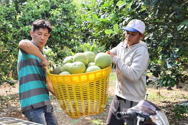 Xuất khẩu nông, lâm, thủy sản 4 tháng tăng 5,4%
